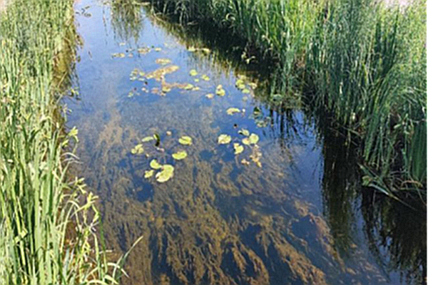 生态环境保护示范工程 | 同心县新区污水处理厂人工湿地及清水河生态修复项目