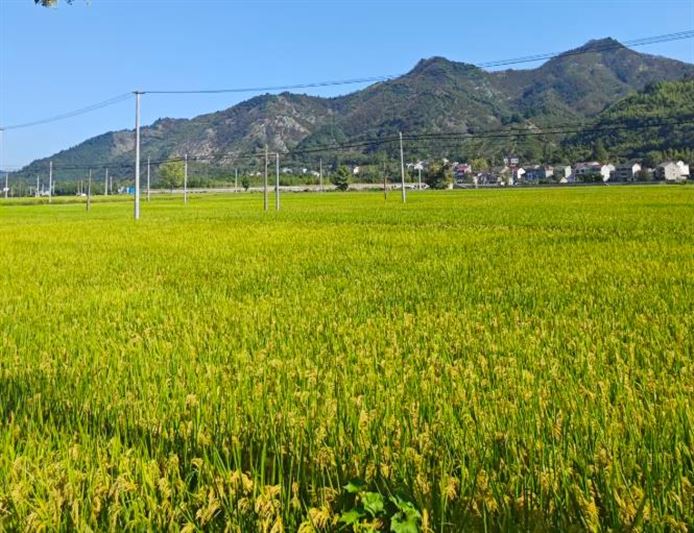 政策解读│2025年河北省强农惠农政策明白纸之小麦“一喷三防”项目